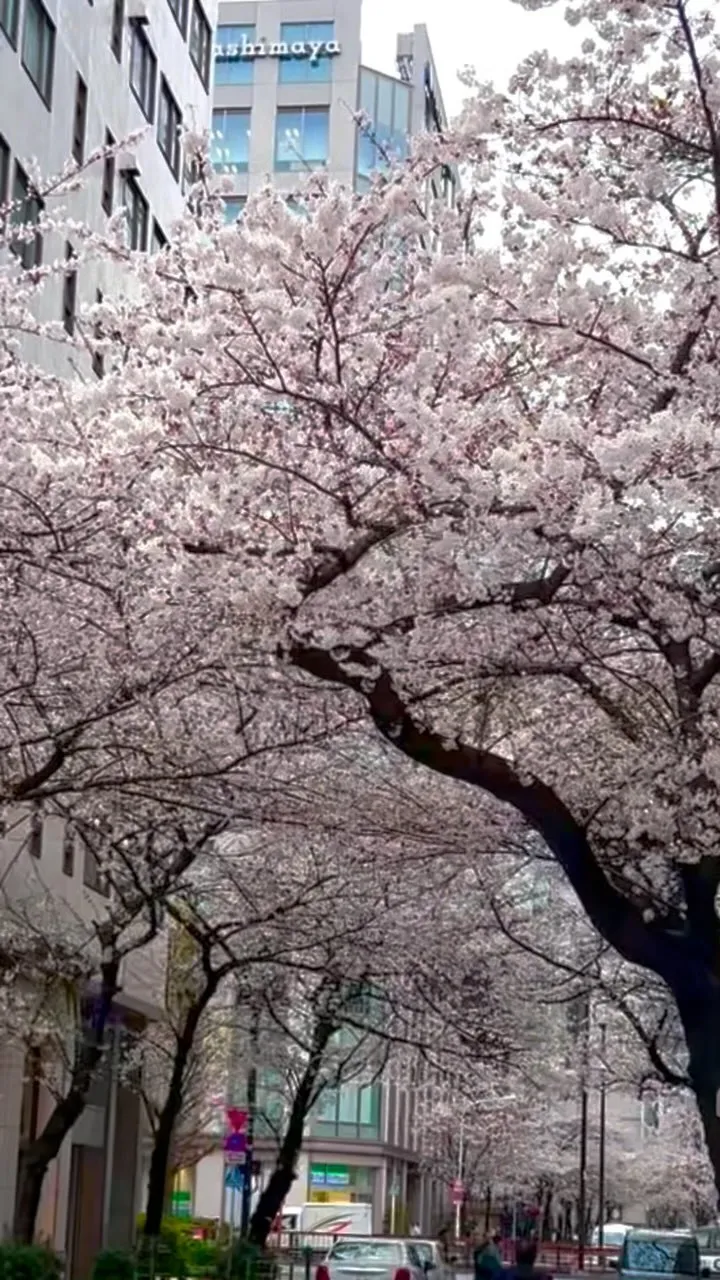 東京日本橋サロンの桜スポット【満開】